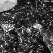 Synergistic Blend: SEM of CNT and Carbon Black in PC